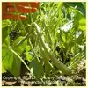 Tendergreen Bush Green Garden Bean