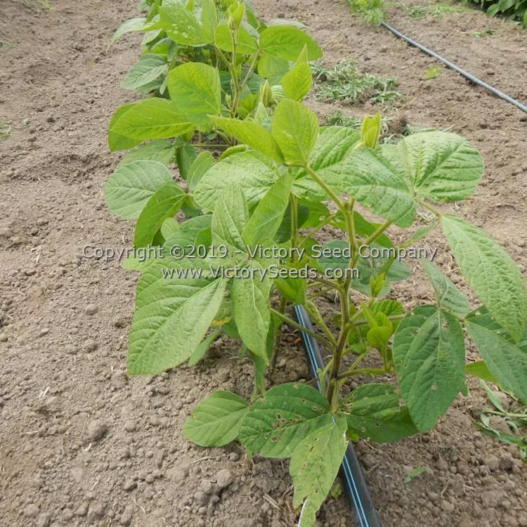 Fledderjohn Soybean