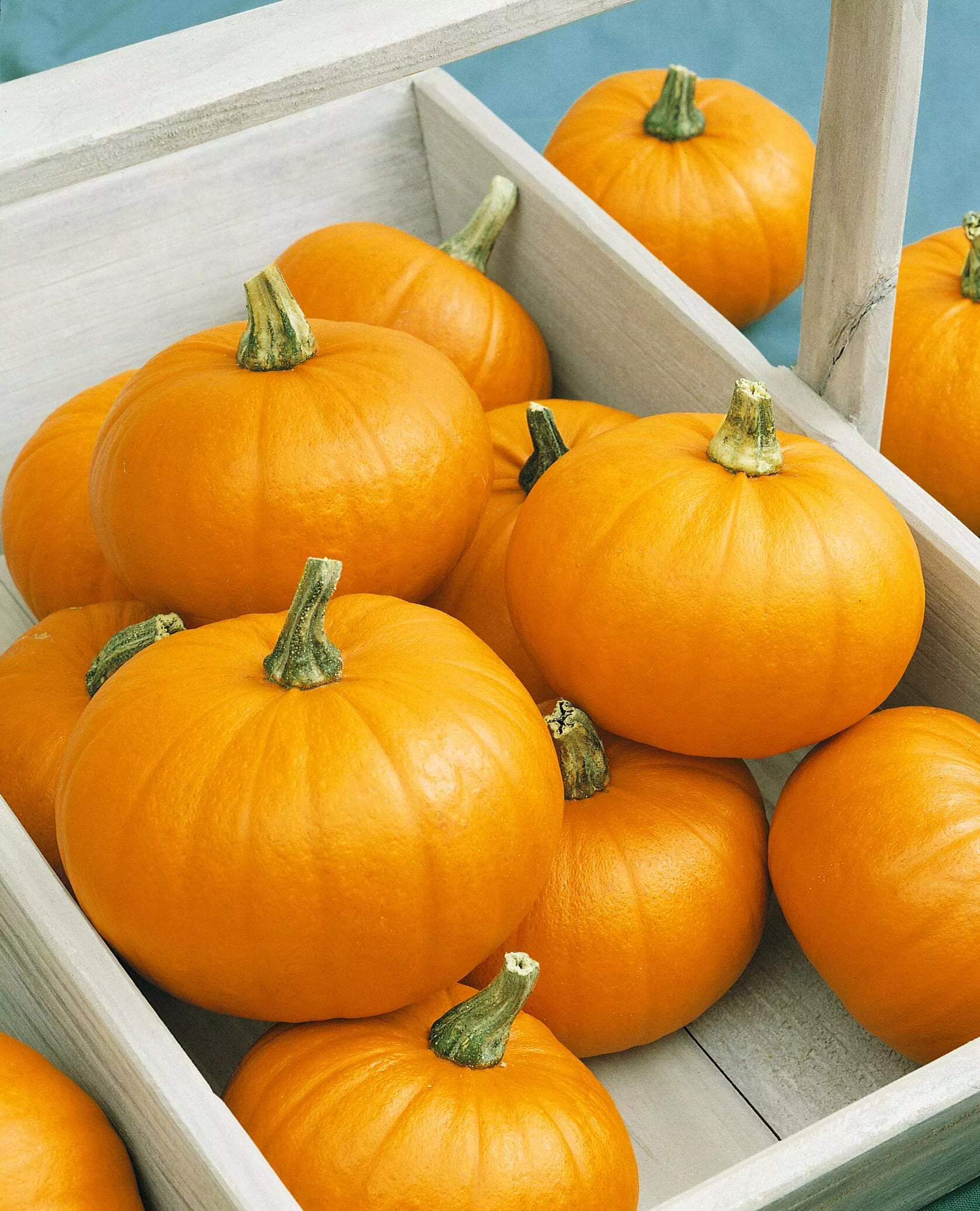 Spookie Pumpkin