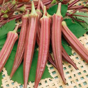 Okra