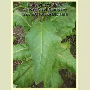 Zimmer Spanish Tobacco