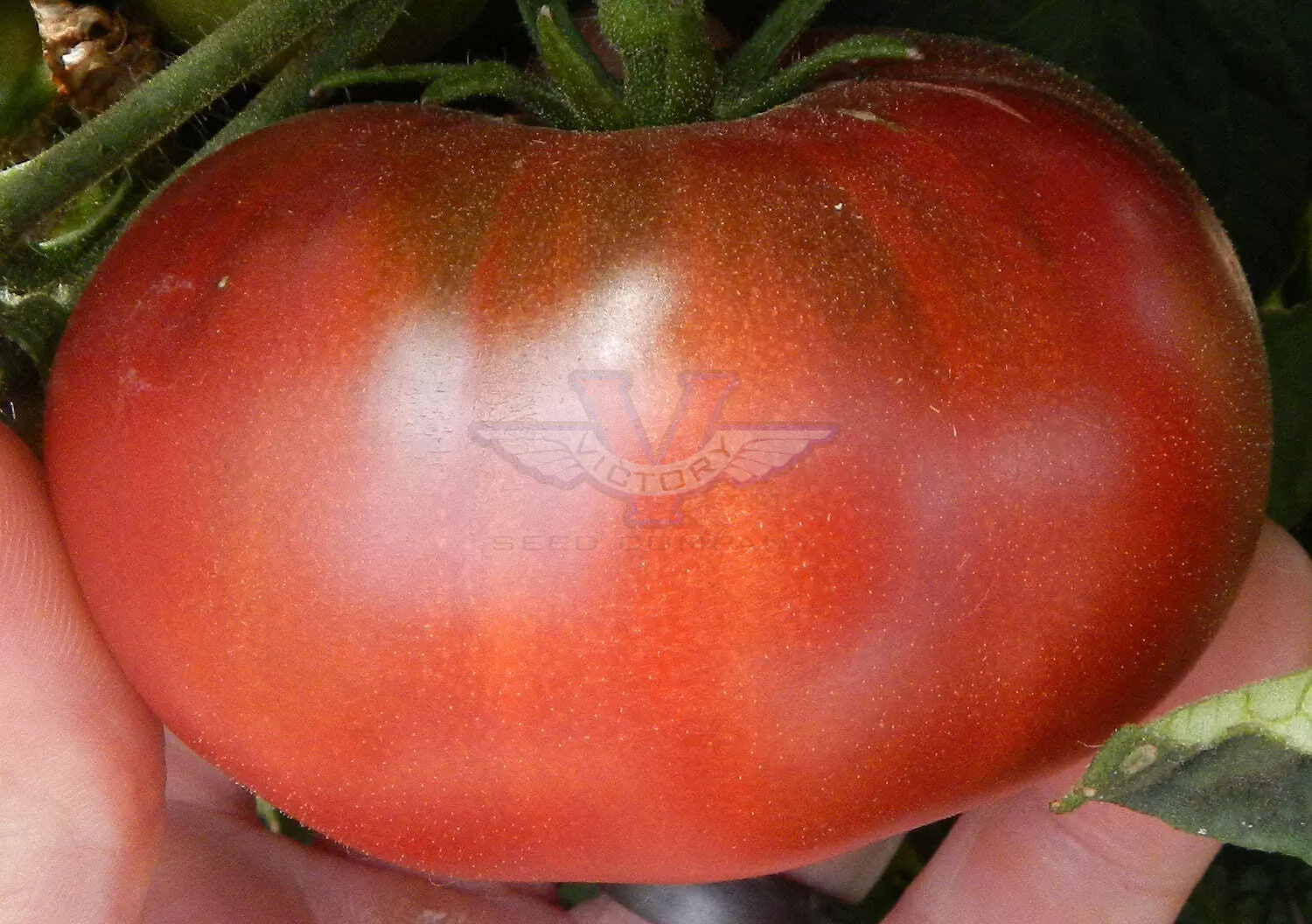 Rosella Purple Tomato