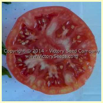 Giroc Tomato