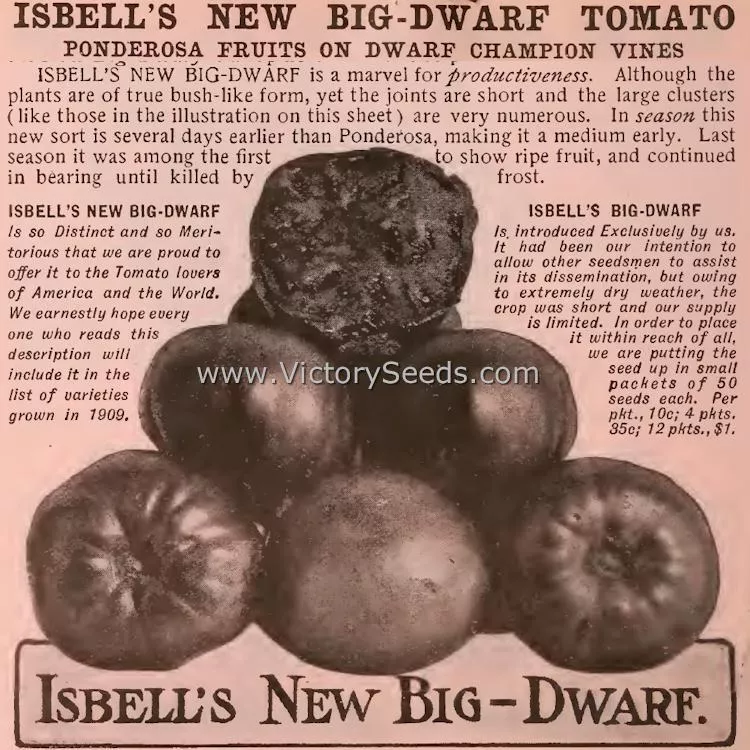 New Big Dwarf Tomato