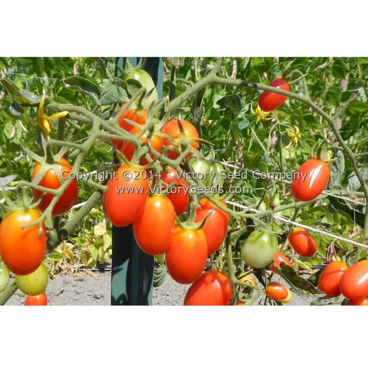 Red Grape Tomato