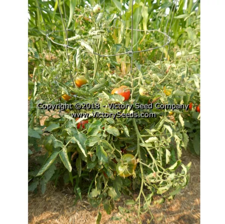 Bison Tomato