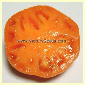 Loxton Lass Tomato