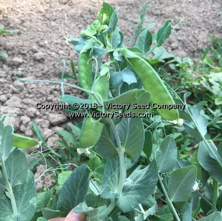 Badger Garden Pea
