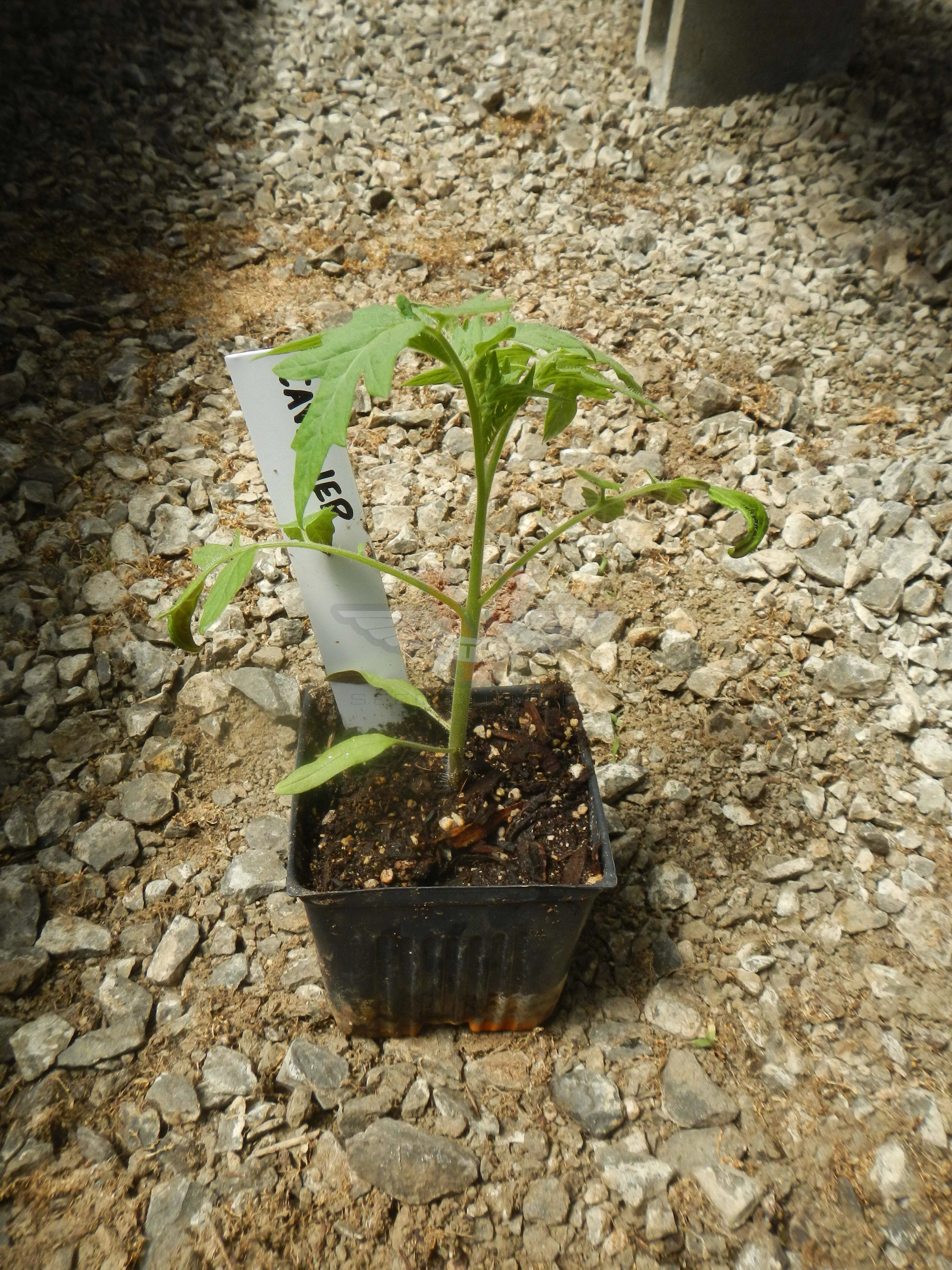Cavalier Tomato