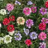 Verbena 'Ideal Florist Mix'