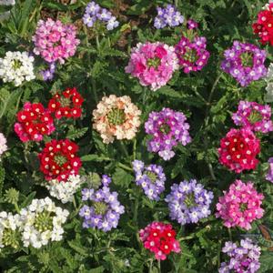 Verbena 'Ideal Florist Mix'
