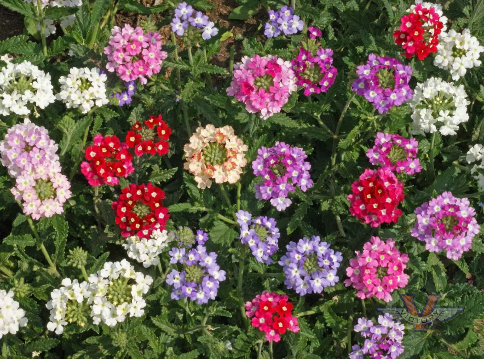 Verbena 'Ideal Florist Mix'
