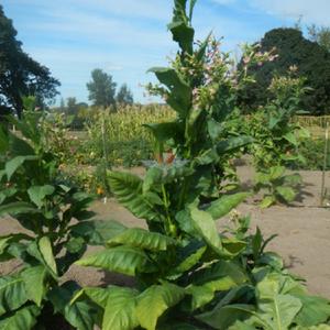 Pennsylvania Red Tobacco