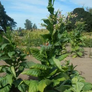 Pennsylvania Red Tobacco