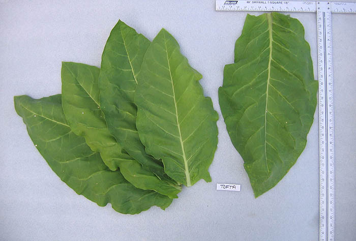 Tofta Tobacco