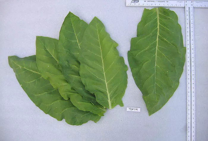 Tofta Tobacco