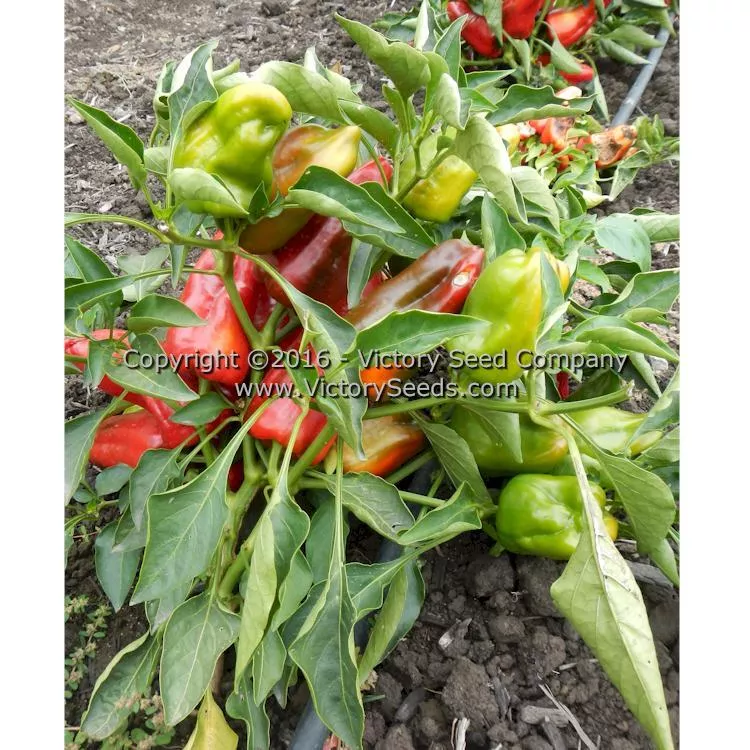 Hajduczek Pepper