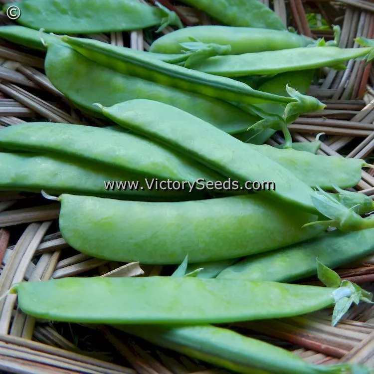 Willet's Wonder Pea