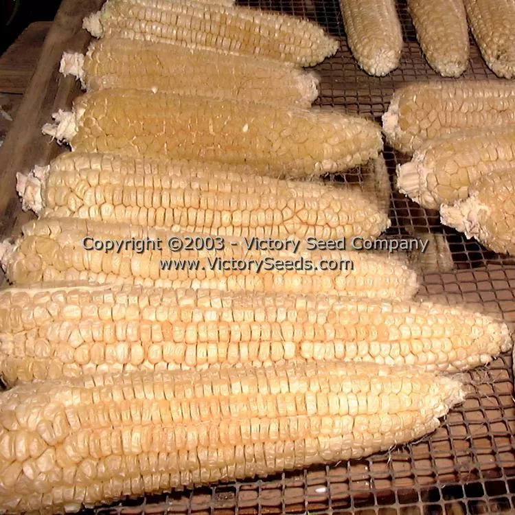 Stowell's Evergreen Sweet Corn