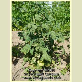 TastyWine Tomato
