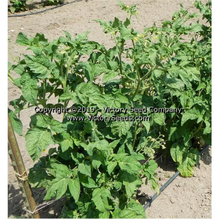 Dwarf Mystic Lady Tomato