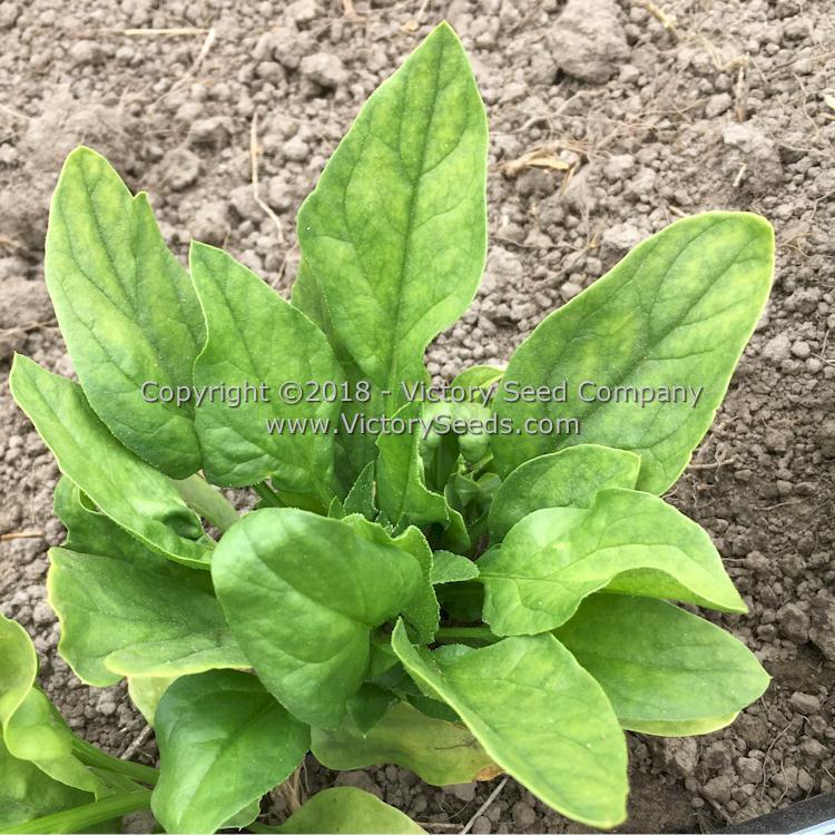Viroflay (Monstrueux de Viroflay) Spinach