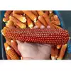 Floriani Red Flint Corn