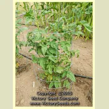 Wherokowhai Tomato