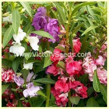 Rose Balsam