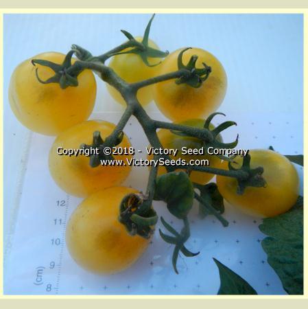 Dwarf Bendigo Moon Tomato
