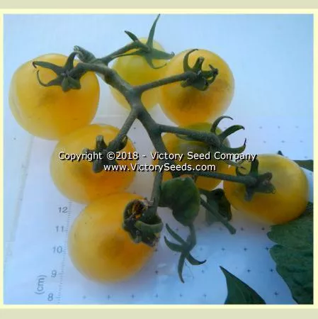 Dwarf Bendigo Moon Tomato