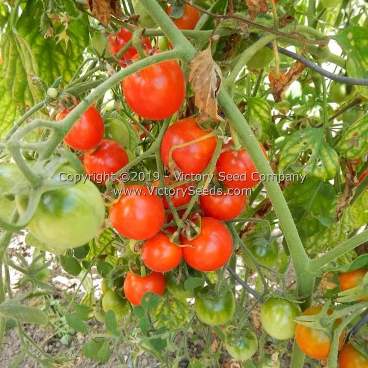 Farthest North Tomato