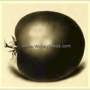 Livingston's Globe Tomato