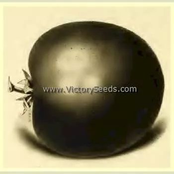 Livingston's Globe Tomato