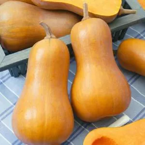 Honeynut Winter Squash