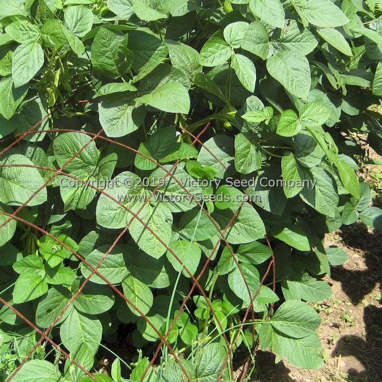 Fledderjohn Soybean