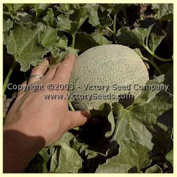 Hale's Best Jumbo Muskmelon