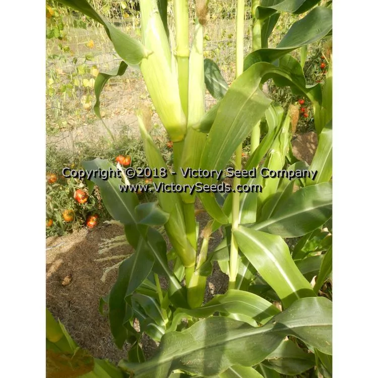 Six Shooter Sweet Corn