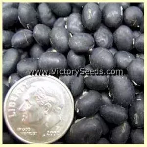 Lammer's Black Soybean