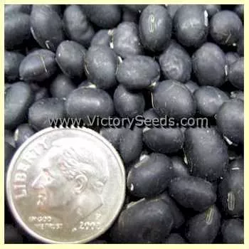 Lammer's Black Soybean