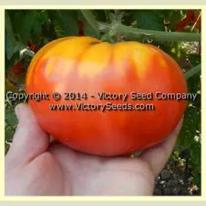 Sakharny Pudovichok Tomato