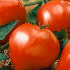 Anna Russian Tomato