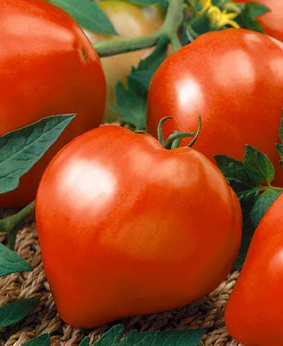 Anna Russian Tomato