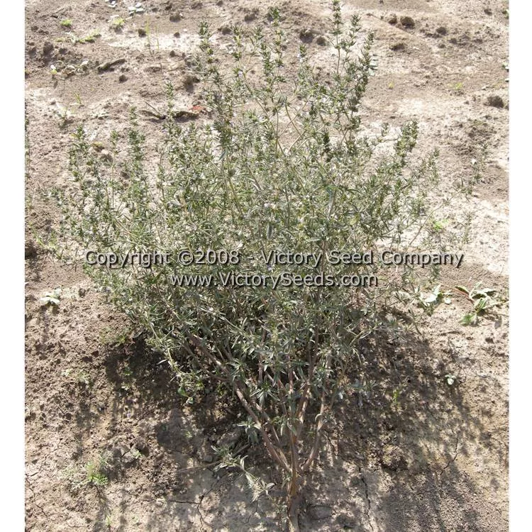 Summer Savory