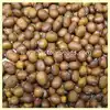 Brun Matif Rouest Soybean