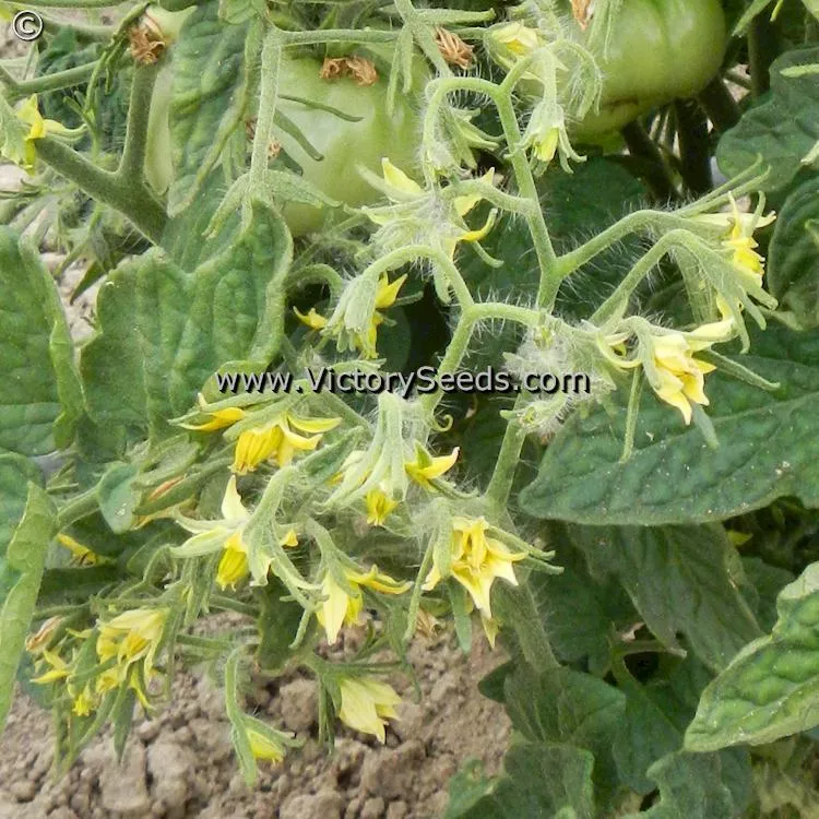 Lime Green Salad Tomato