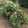 Holiday Time Ornamental Pepper