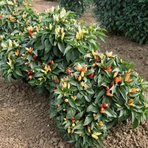 Holiday Time Ornamental Pepper