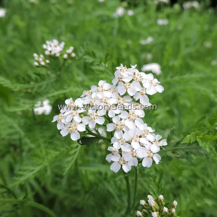 Yarrow, White