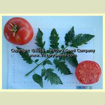 Trophy Tomato